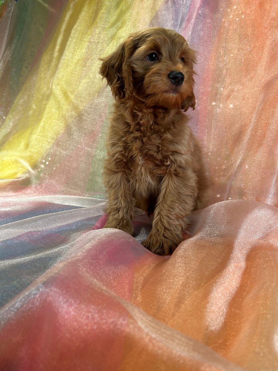 Male F1b Cockapoo DOB 11-1-2024 $750